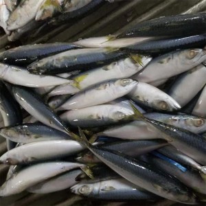 ปลาแมคเคอเรลตลอดทั้งตัว