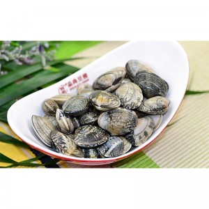 แช่แข็งหอยเชลล์หอย