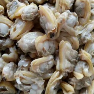 เนื้อหอยต้มสุกแช่แข็ง