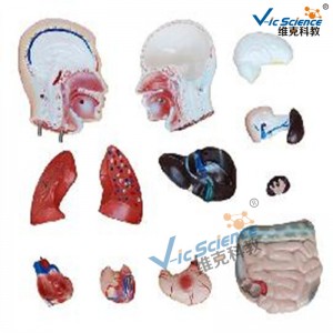 รูปแบบลำตัวชาย 42cm 13 ส่วนรูปแบบการสอนทางการแพทย์