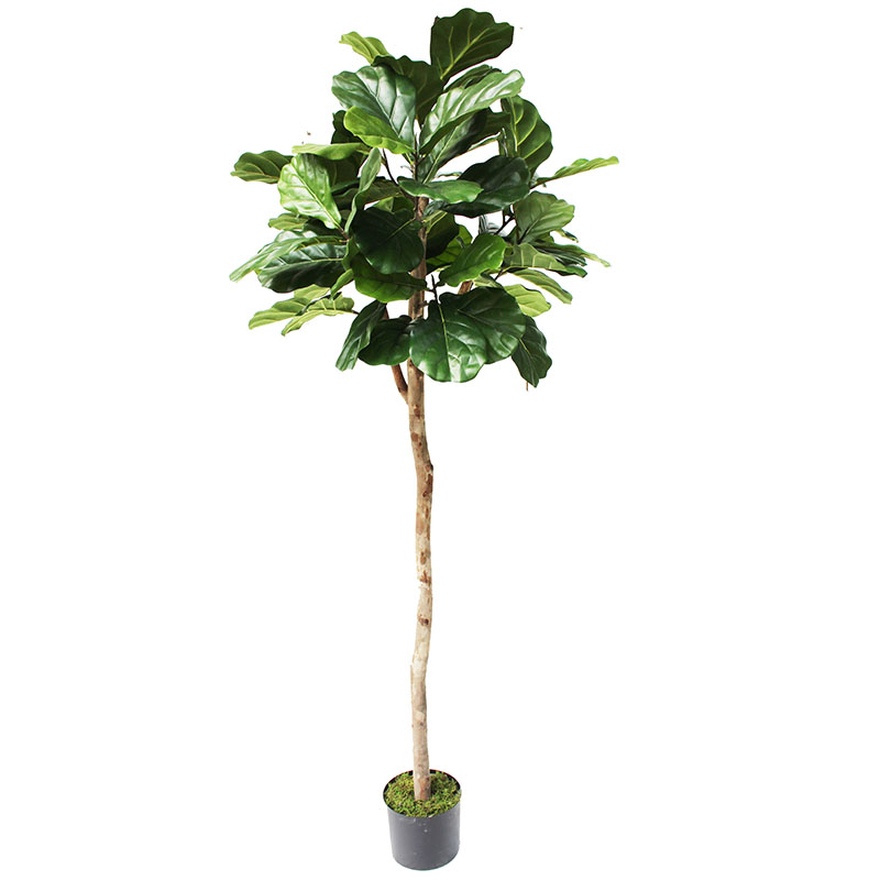 oh0162000024 ไม่