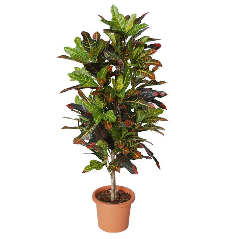 oh0162124 หมายเลข