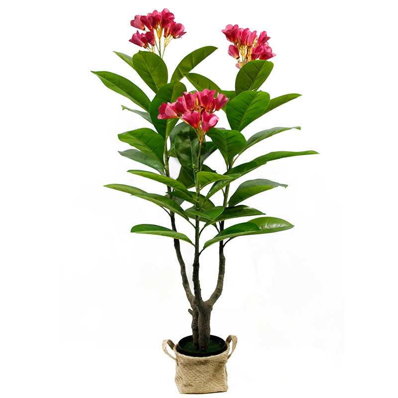 oh02550000 ไม่