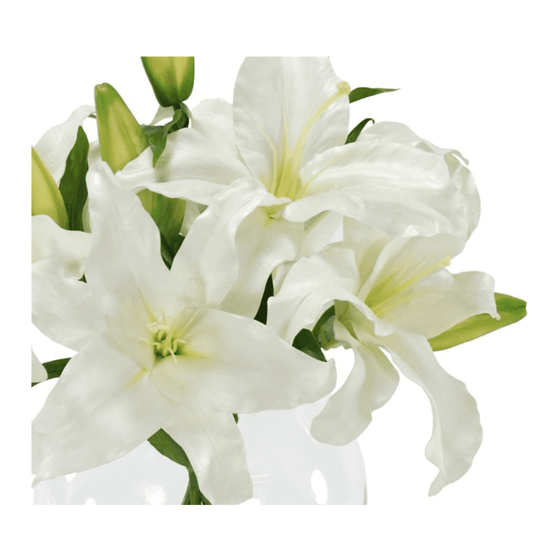 รัฐโอไฮโอ»