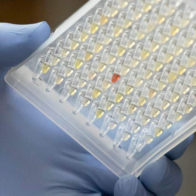 นักวิจัยมองการแพร่กระจายของ Oregon Covid-19 ตัวแปร