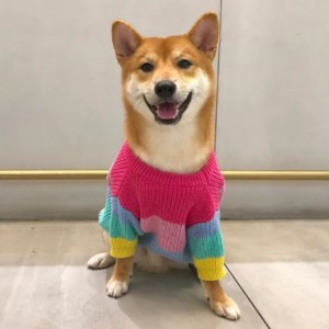 ผู้ผลิตผ้าฝ้ายฤดูหนาวที่กำหนดเอง COATS COATS SWEATER สำหรับสัตว์เลี้ยง