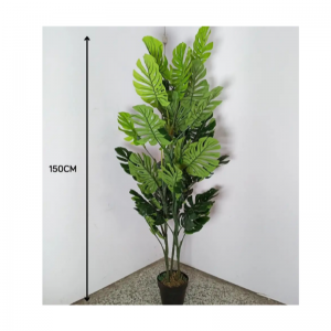 พืชแบคซิก